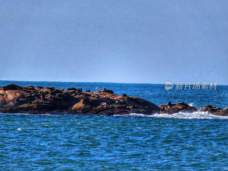 fur seal ans sea ​​lions in Cabo Polonio National Park in Rocha, Uruguay